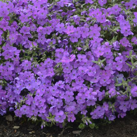 Purple Sprite Hybrid Spring Phlox Phlox Hybrid Proven Winners