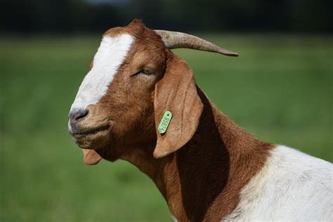 Boer Goat Breed Info Characteristics Breeding And Care