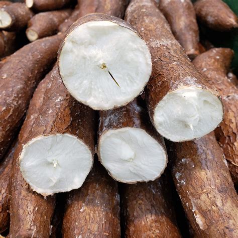 Fresh Cassava Root Yucca Nanioc Macaxeira Mandioca Aipim Cassava Nilupak Cassava Suman 5