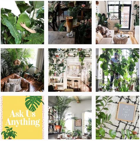 Best Plant Accounts to Follow on Instagram | Apartment Therapy