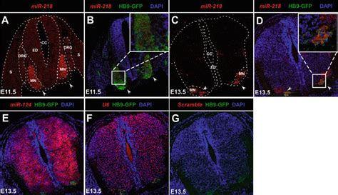 Mirna Fluorescent In Situ Hybridization On Embryonic Transverse