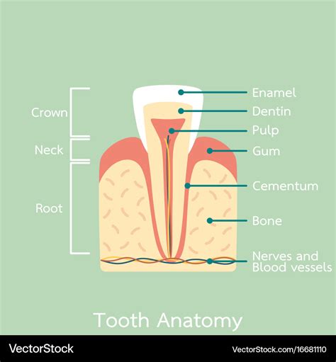 Incisor Anatomy