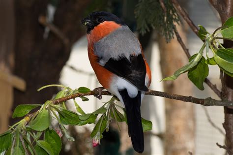 Bullfinch Bird Animal Eurasian Free Photo On Pixabay Pixabay