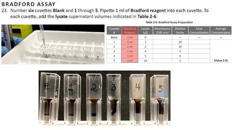 Solved Lab 2 Outline Protein Quantification Lowry And Bradford