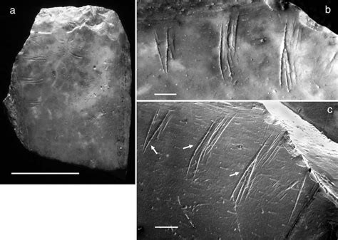 Bone Fragment With Four Sets Of Closely Spaced Incisions From