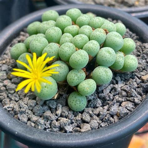 Types Of Popular Conophytum Pictorial Guide