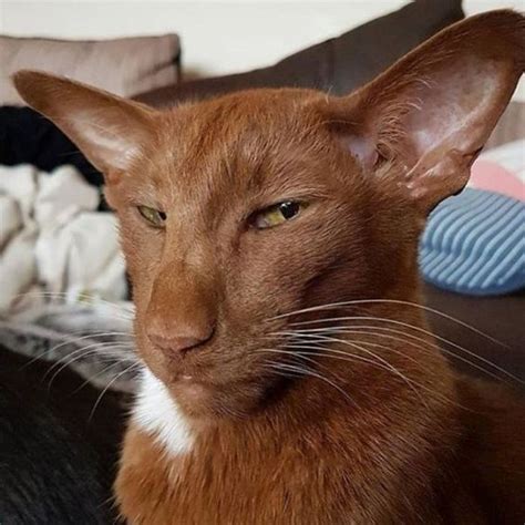 Кисули. | Pretty cats, Beautiful cats, Cute cats