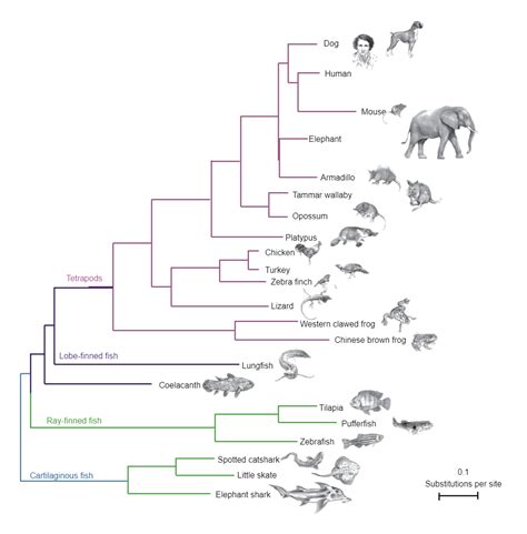 Phylogenetic Tree of Animals | Phylogenetic tree, Animals, Tree