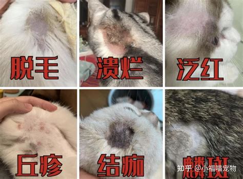 猫藓全解了解预防和治疗你的猫咪的皮肤问题 知乎