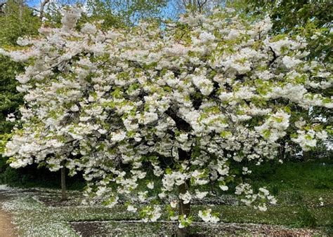 Cherry Blossom Trees Shop The Best To Grow In The Uk Roots Plants