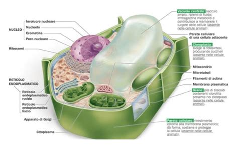 Cellula Vegetale