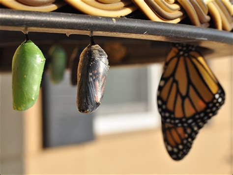 Stages of Change Addiction Recovery (Transtheoretical Model) Oro House 