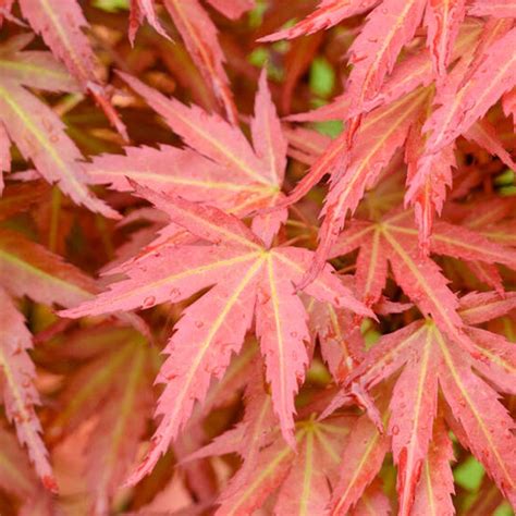 Acer Wilsons Pink Dwarf Japanese Maple Tree Free Uk Delivery Over £50