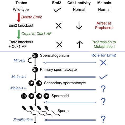 Emi2 Is Essential For Mouse Spermatogenesis Cell Reports