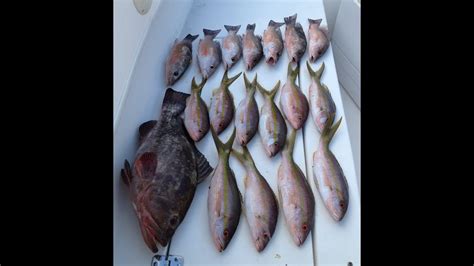 Rabirubias Cuberetas Y Cherna Yellowtails Mangroves And Grouper