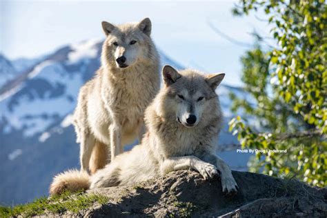 Alaska Wildlife Conservation Center — Visit Girdwood