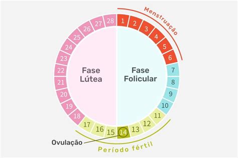 Ciclo Menstrual O Que Fases Como Contar E Quanto Tempo Dura Tua