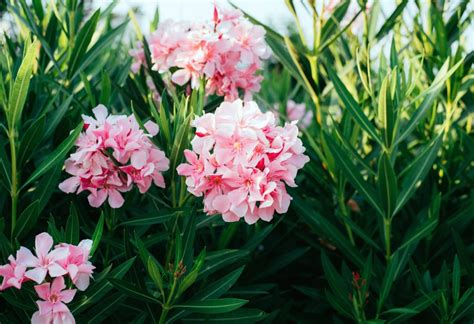 Oleander snoeien en verzorgen dé tips voor een spectaculaire bloei