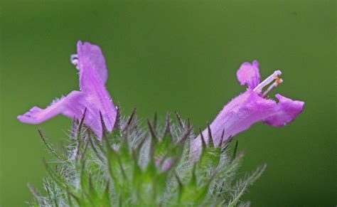 Cac A Wild Basil Near The Grandma Lake Wetlands Flor Flickr