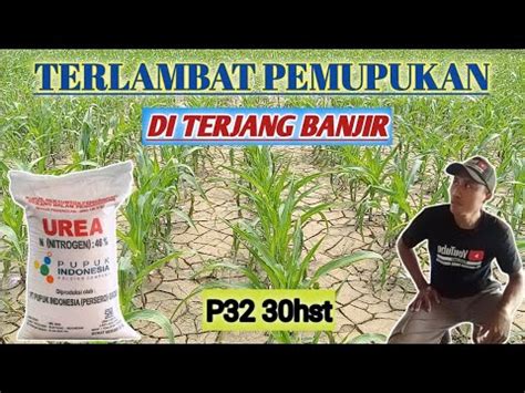 PEMUPUKAN JAGUNG PERTAMA 30HST YouTube