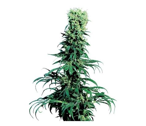 Early Pearl Regular By Sensi Seeds La Huerta Grow Shop