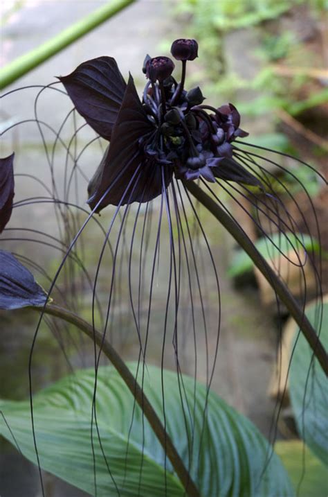 anggrek hitam (black orchid)