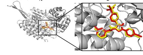 Structure of the aldehyde dehydrogenase and docking validation. (A ...