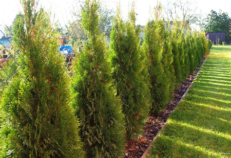 Туя Смарагд Фото И Описание Уход – Telegraph