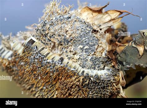 Sclerotinia Sclerotiorum Diseases Of Sunflower White Mold