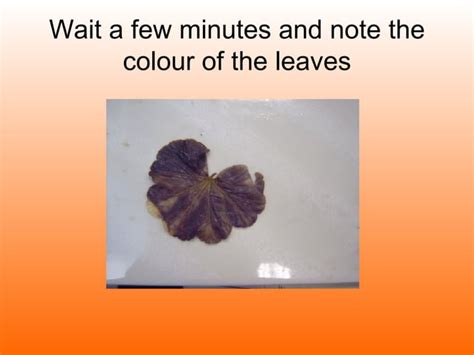 Testing A Leaf For Starch Ppt