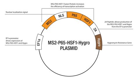 BRCA1 CRISPR Knockout And Activation Products H SCBT Santa Cruz