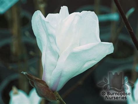 Magnolia John Bond From Burncoose Nurseries