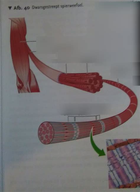 Diagram Biologie Voor Jou Thema Dwarsgestreept Spierweefsel