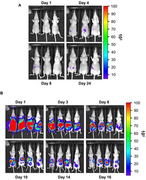 Imaging Of Tumour Bearing Nude Mice Injected With Hek Pmeluc Cells