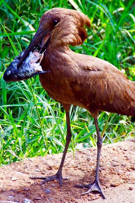 Bird Watching Tours Vast Explorers