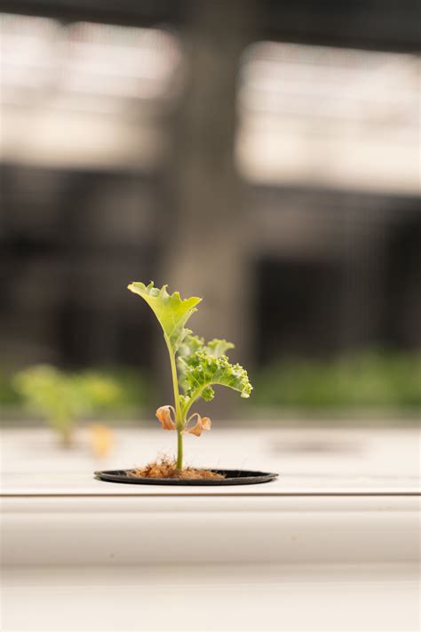 Nexus of water and food security: Hydroponic systems for water ...