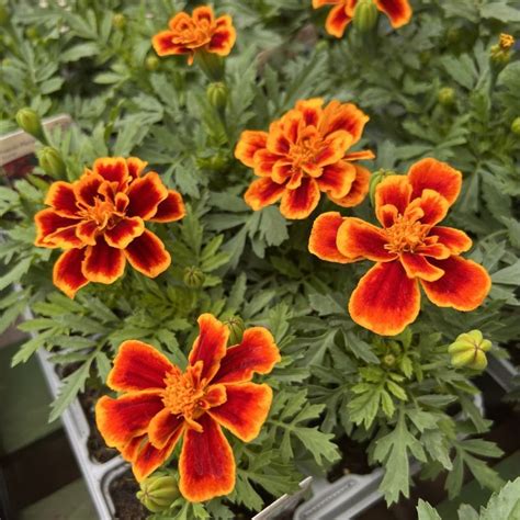 Marigold French Safari Scarlet Multi Pack Coolings Garden Centre