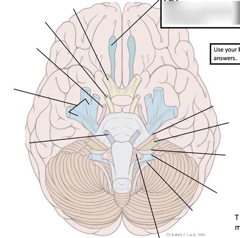 The Cranial Nerves Diagram Quizlet