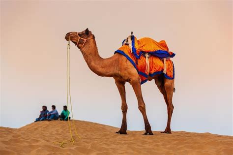 Premium Photo Camel In Desert At Sunset