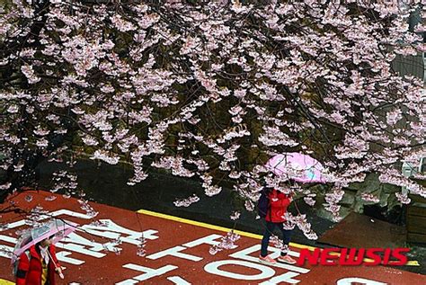 満開のサクラに降る春の雨 Chosun online 朝鮮日報