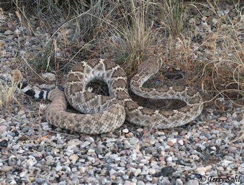 Western Diamondback Rattlesnake Photo - Photograph - Picture