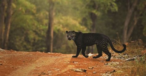 Photographer Spots Rare Black Leopard In Maharashtra Shares Stunning