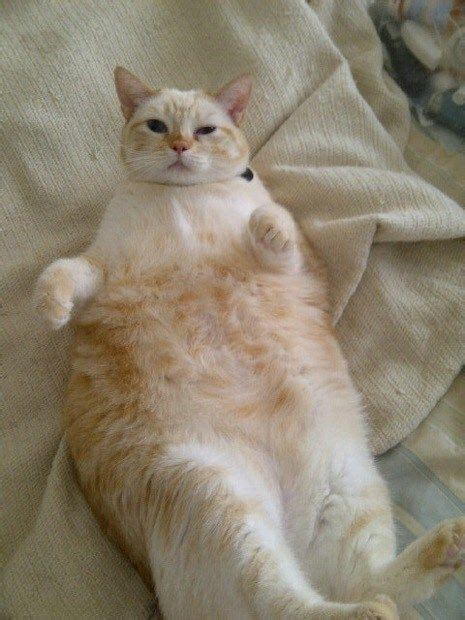 22 Hilarious Photos Of Cats That Are In A Food Coma I Can Has Cheezburger What Year Is It