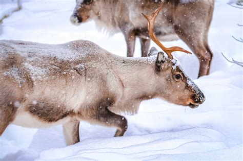 Animal On Snow Covered Ground · Free Stock Photo