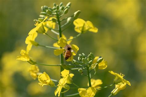 Nature lovers are gathering for tours at the Clark Botanic Garden 23