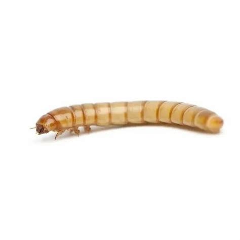 Black Soldier Fly Larvae at Best Price in India