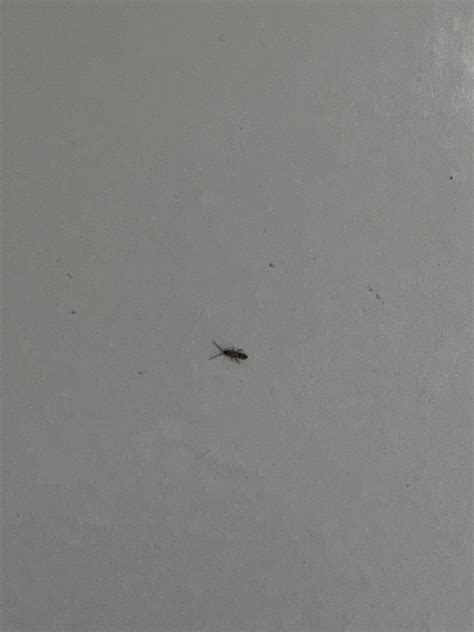 Tiny bugs Long Island : r/bugidentification