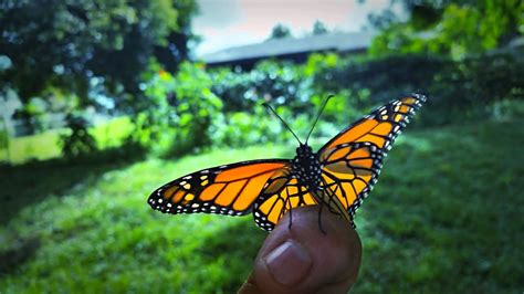 Monarch Butterfly Release Youtube