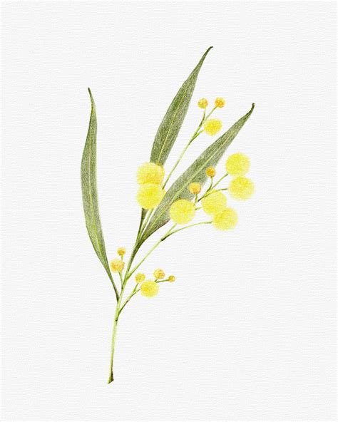 Wattle Drawing Australian Native Flower Carmen Hui Art