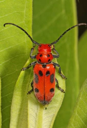 Escarabajo rojo del algodoncillo Cómo identificarlo Picture Insect